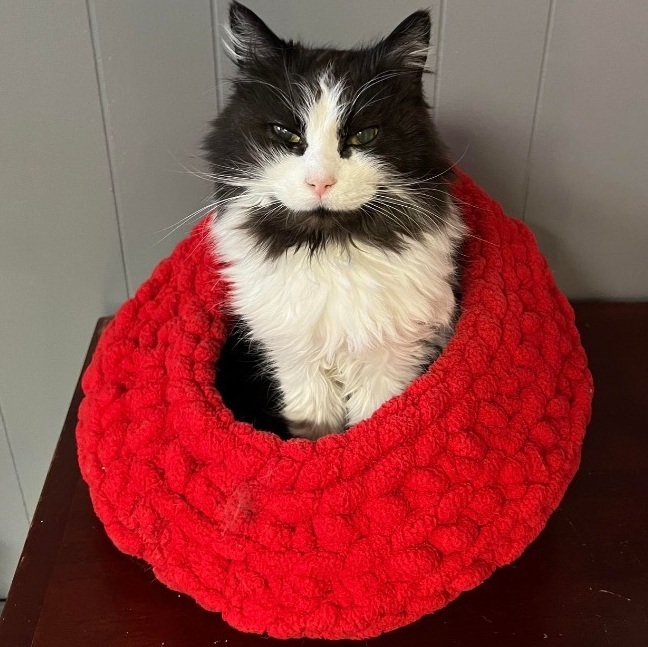 Gramps, an adoptable Domestic Long Hair in Kalamazoo, MI, 49006 | Photo Image 1