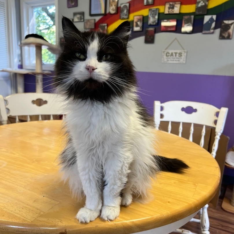 Gramps, an adoptable Domestic Long Hair in Kalamazoo, MI, 49006 | Photo Image 5