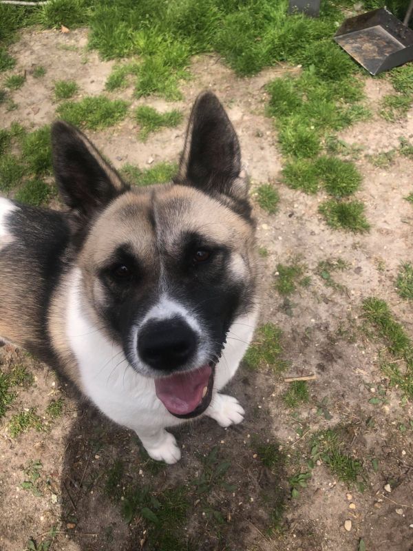 Available - Big East Akita Rescue