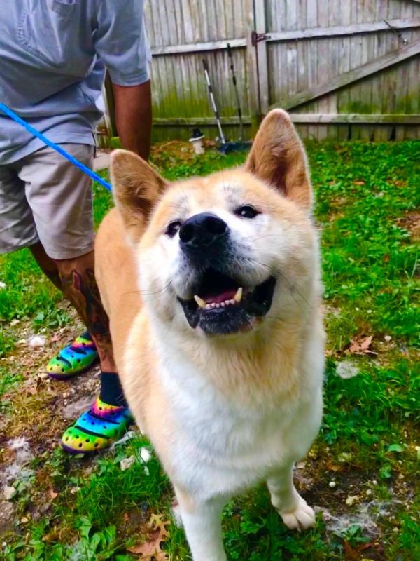 Available - Big East Akita Rescue