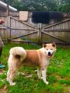 Available - Big East Akita Rescue