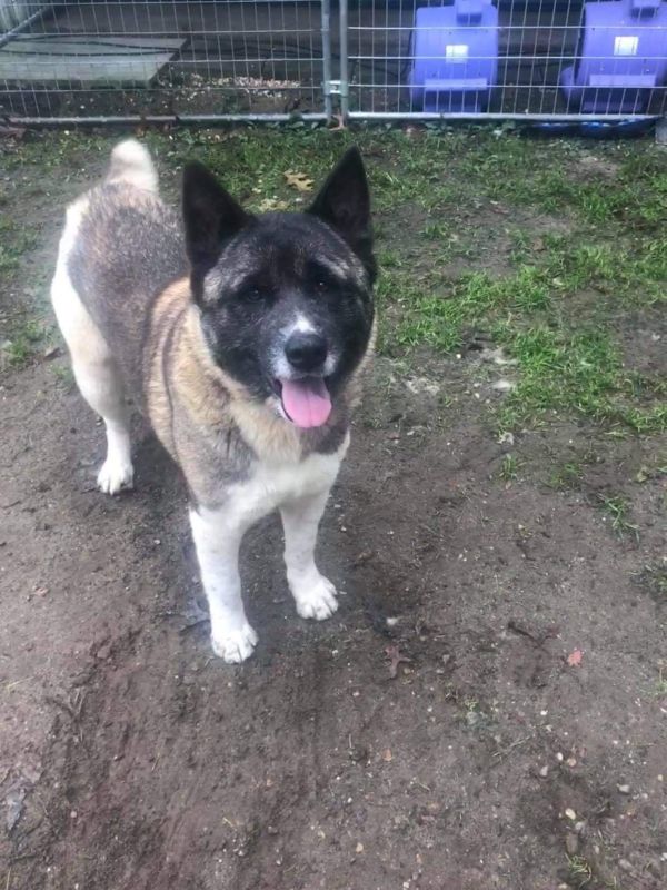 Available - Big East Akita Rescue