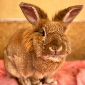 Bobbie, Senior Male unknown