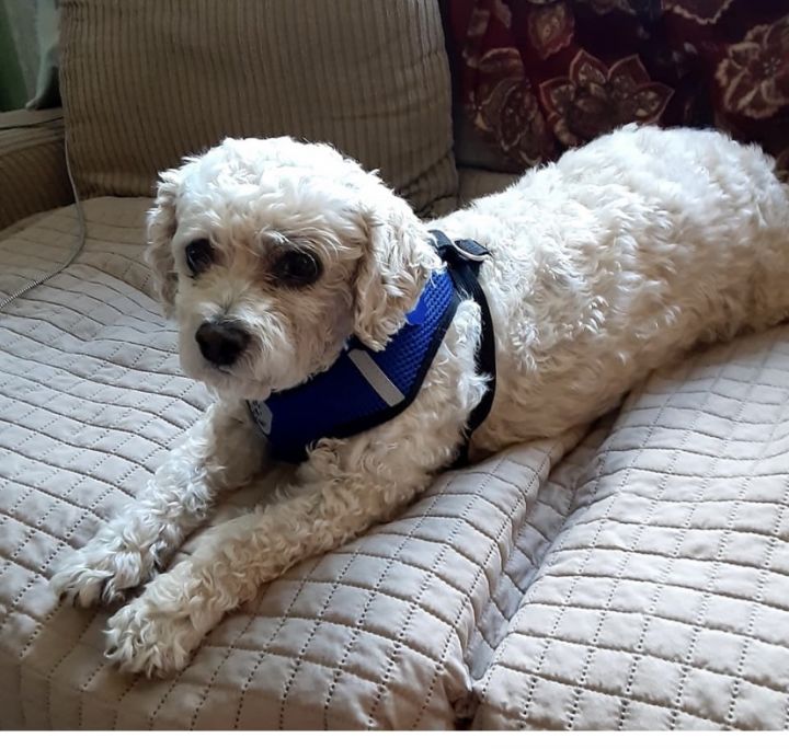 Packer BONDED TO MERCEDES, an adopted Bichon Frise & Poodle Mix in Union Grove, WI_image-1