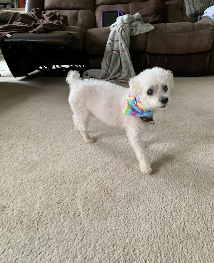Swifer, an adopted Maltese in Union Grove, WI_image-2