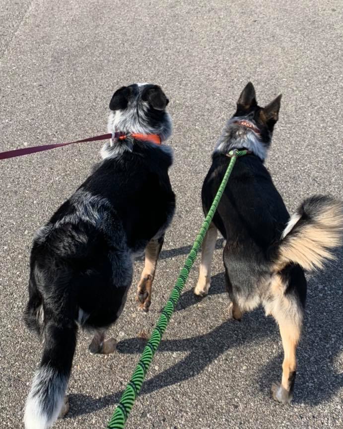 Cooper, an adoptable Cattle Dog in Holland, MI, 49424 | Photo Image 3