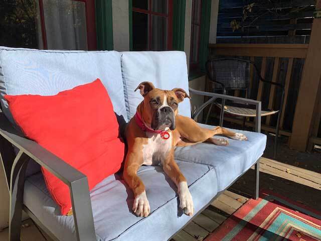 Abby, an adoptable Boxer in Davis, CA, 95616 | Photo Image 2