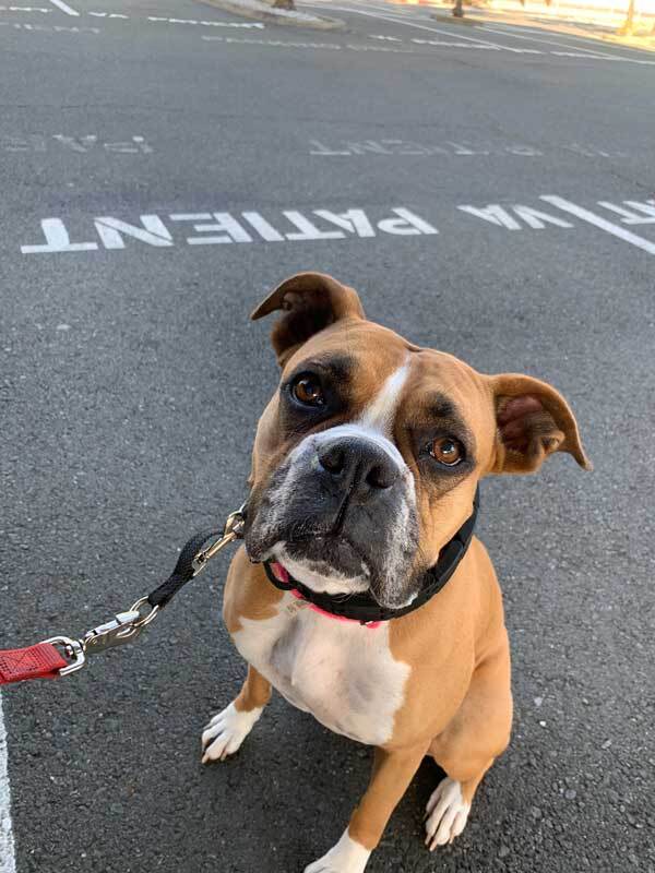 Abby, an adoptable Boxer in Davis, CA, 95616 | Photo Image 3
