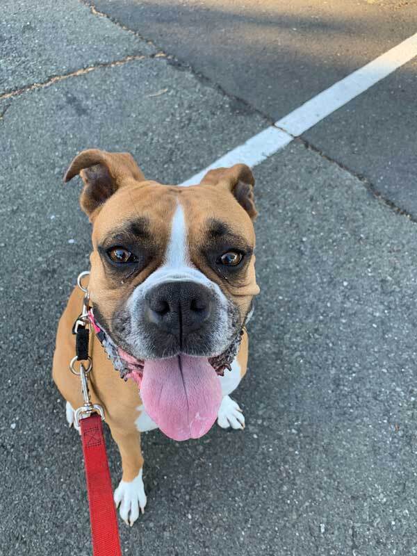 Abby, an adoptable Boxer in Davis, CA, 95616 | Photo Image 4