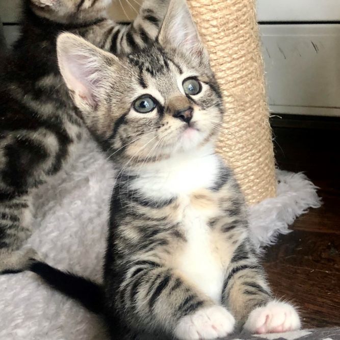 Betty - Royal Kittens