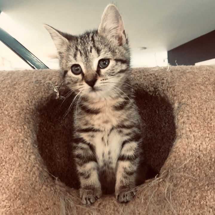 Pippa - Royal Kittens 3