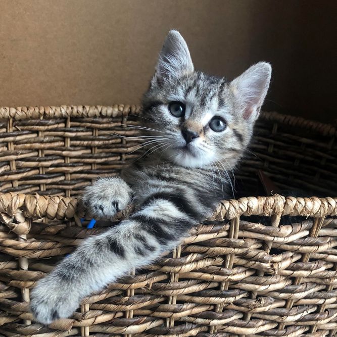 Pippa - Royal Kittens