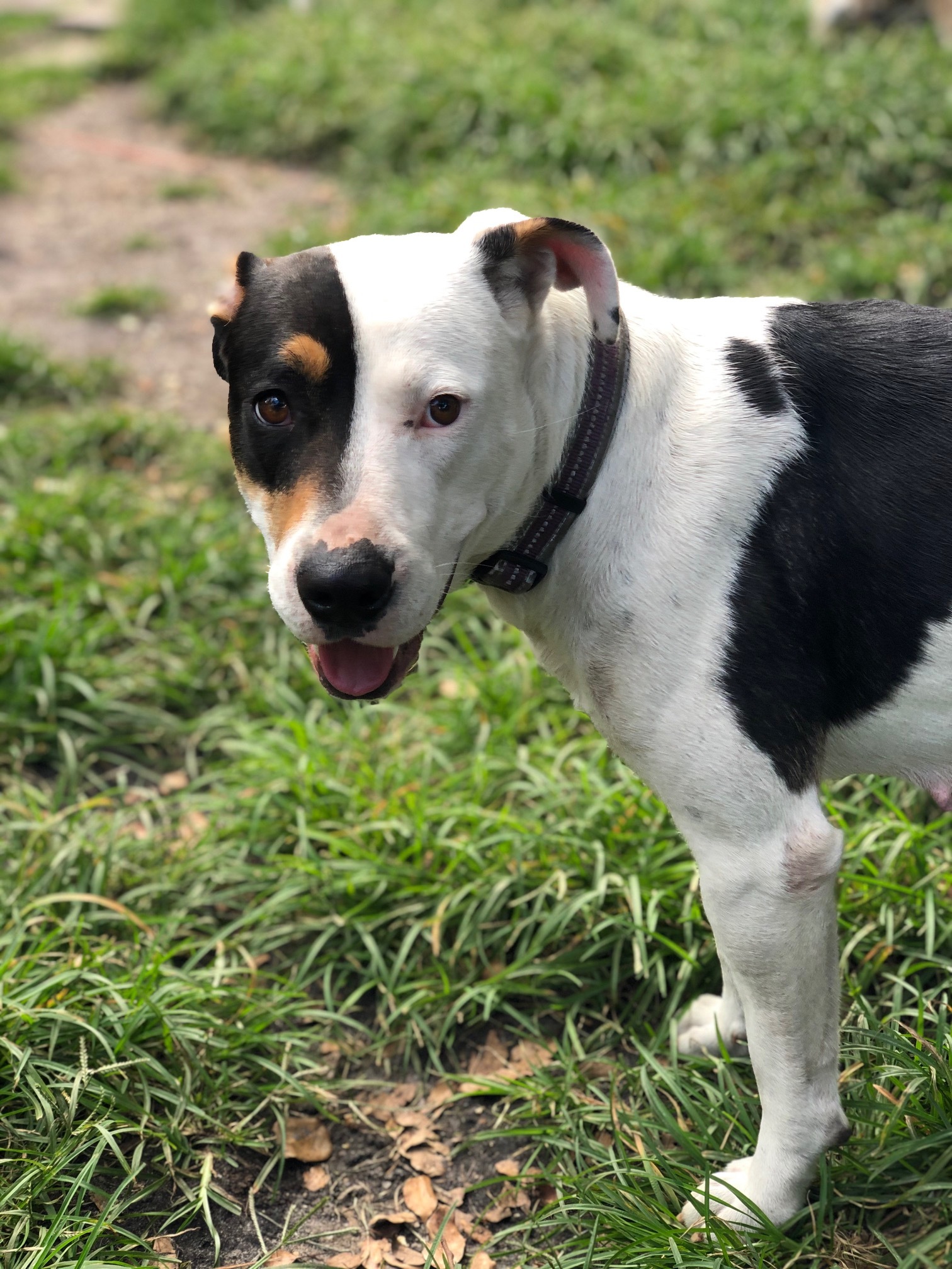 LEIA, an adoptable Parson Russell Terrier, Smooth Collie in Orlando, FL, 32812 | Photo Image 2