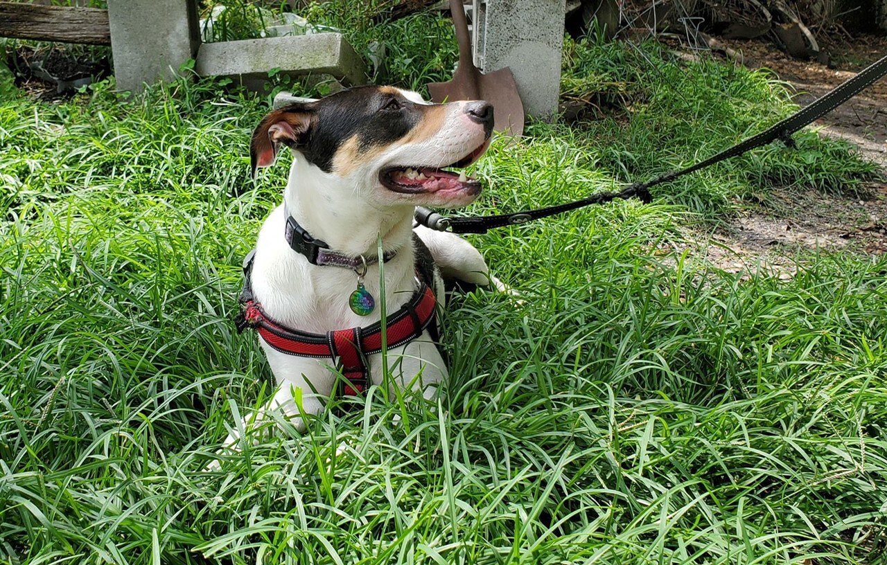 LEIA, an adoptable Parson Russell Terrier, Smooth Collie in Orlando, FL, 32812 | Photo Image 4