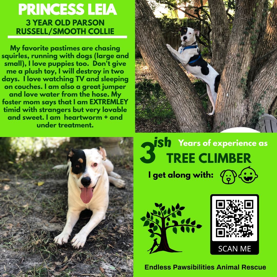 LEIA, an adoptable Parson Russell Terrier, Smooth Collie in Orlando, FL, 32812 | Photo Image 1