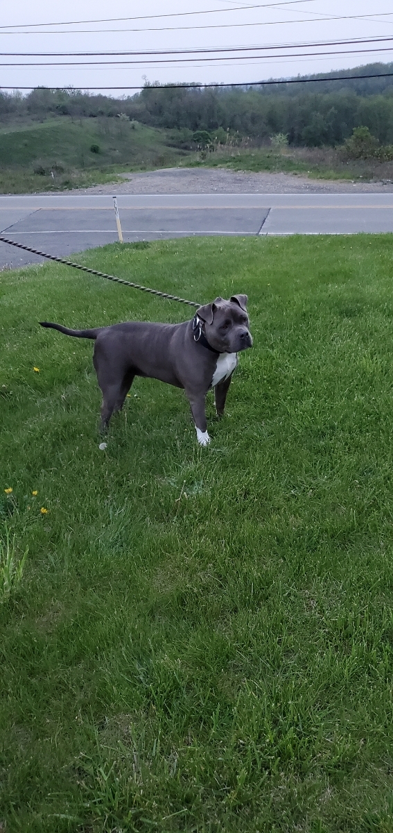 Blue, an adoptable American Staffordshire Terrier in North Versailles, PA, 15137 | Photo Image 2