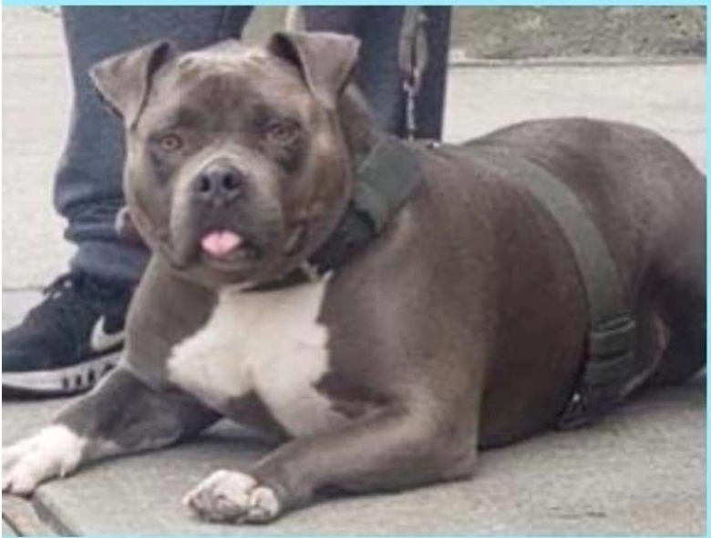 Blue, an adoptable American Staffordshire Terrier in North Versailles, PA, 15137 | Photo Image 1