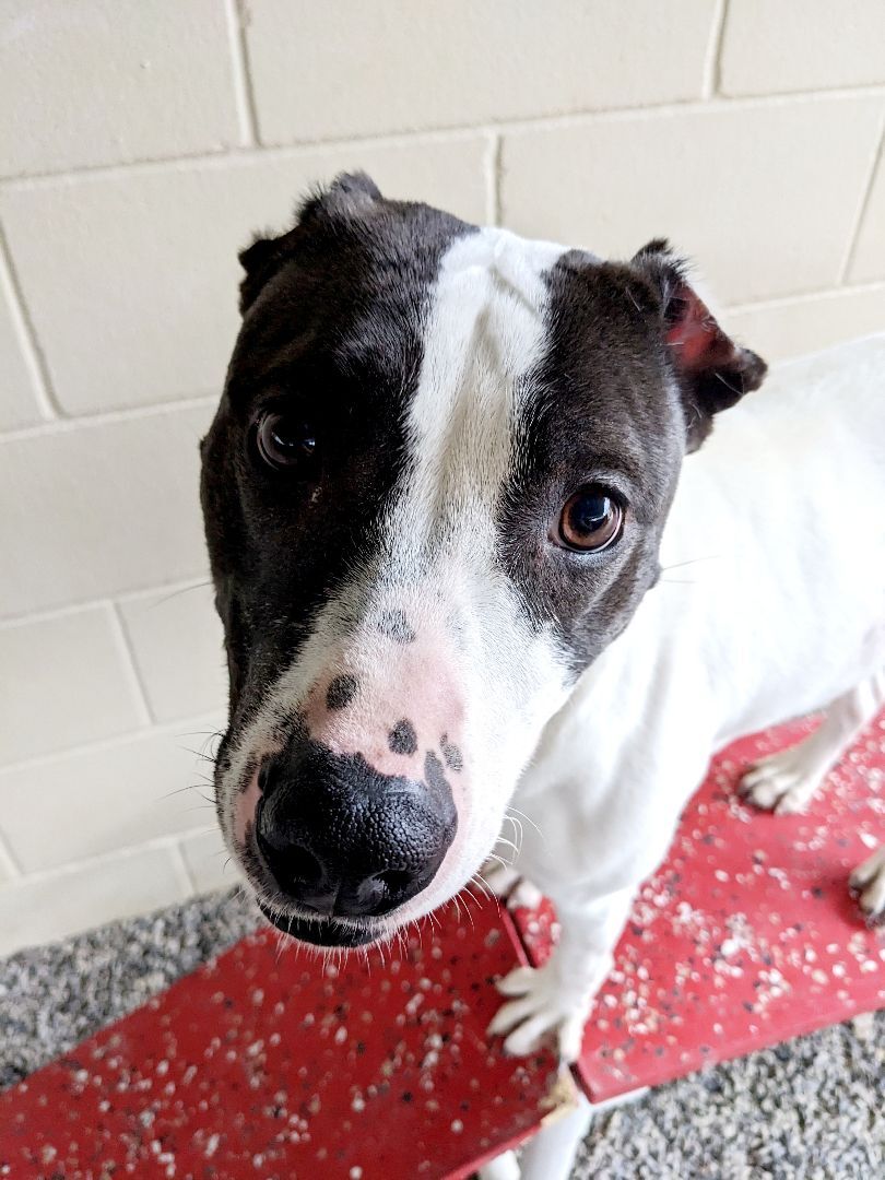 Lady, an adoptable Pit Bull Terrier in Lowell, AR, 72745 | Photo Image 2