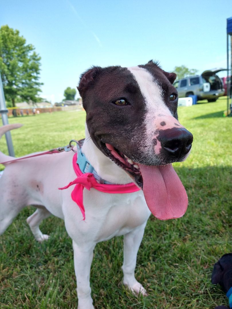 Lady, an adoptable Pit Bull Terrier in Lowell, AR, 72745 | Photo Image 3