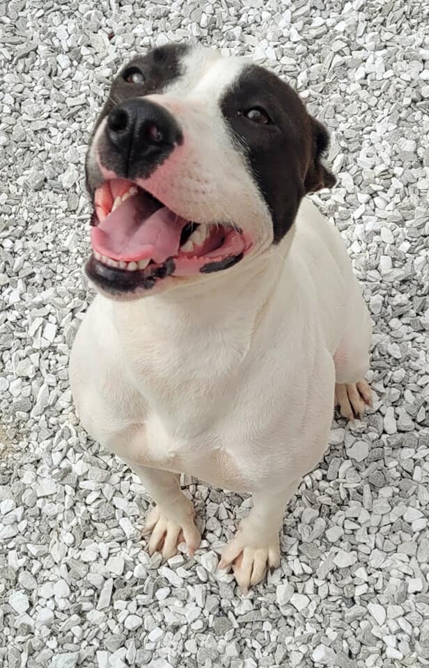 Lady, an adoptable Pit Bull Terrier in Lowell, AR, 72745 | Photo Image 4