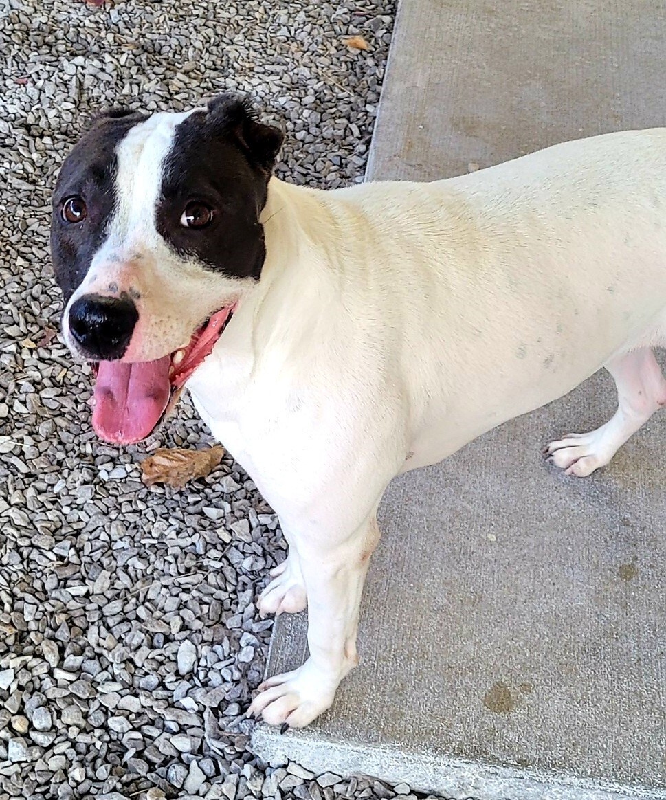 Lady, an adoptable Pit Bull Terrier in Lowell, AR, 72745 | Photo Image 1