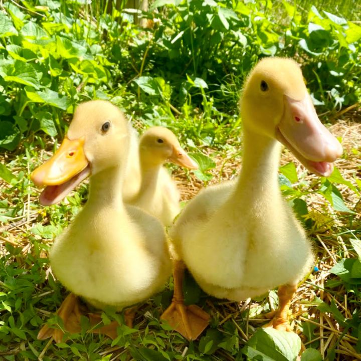 Duck for adoption Ducklings, a Duck in West Grove, PA Petfinder