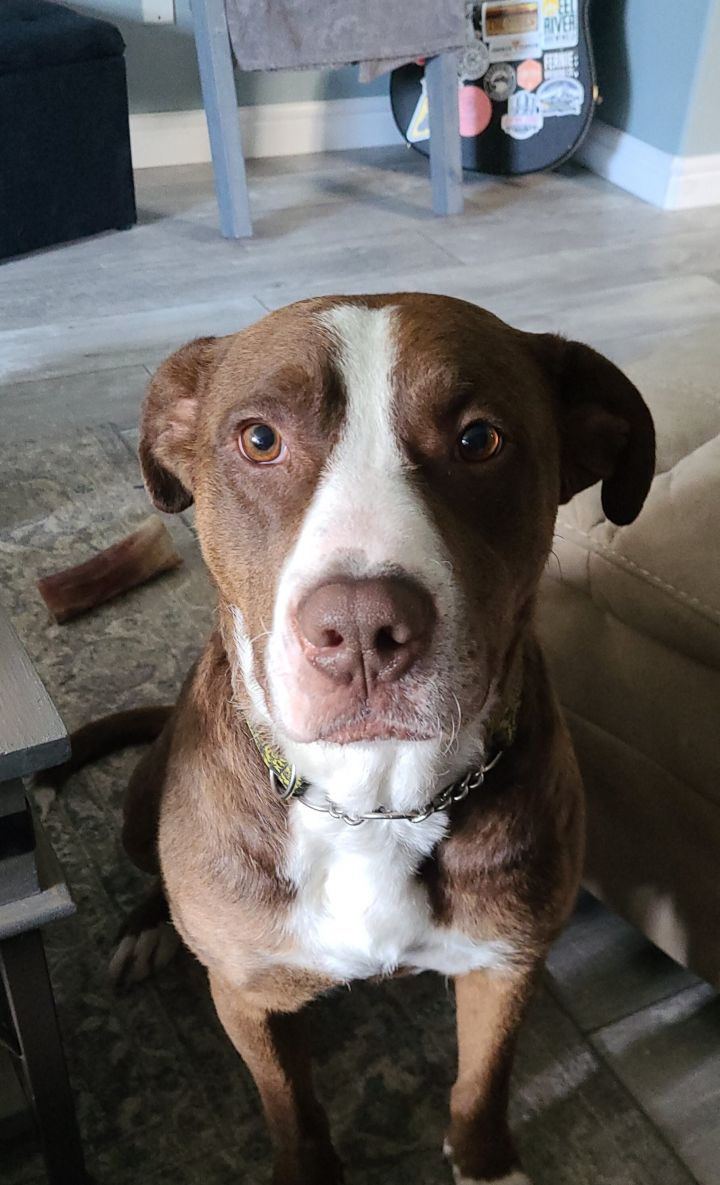 Dog For Adoption Joey A Terrier Pit Bull Terrier Mix In Edmonton Ab Petfinder