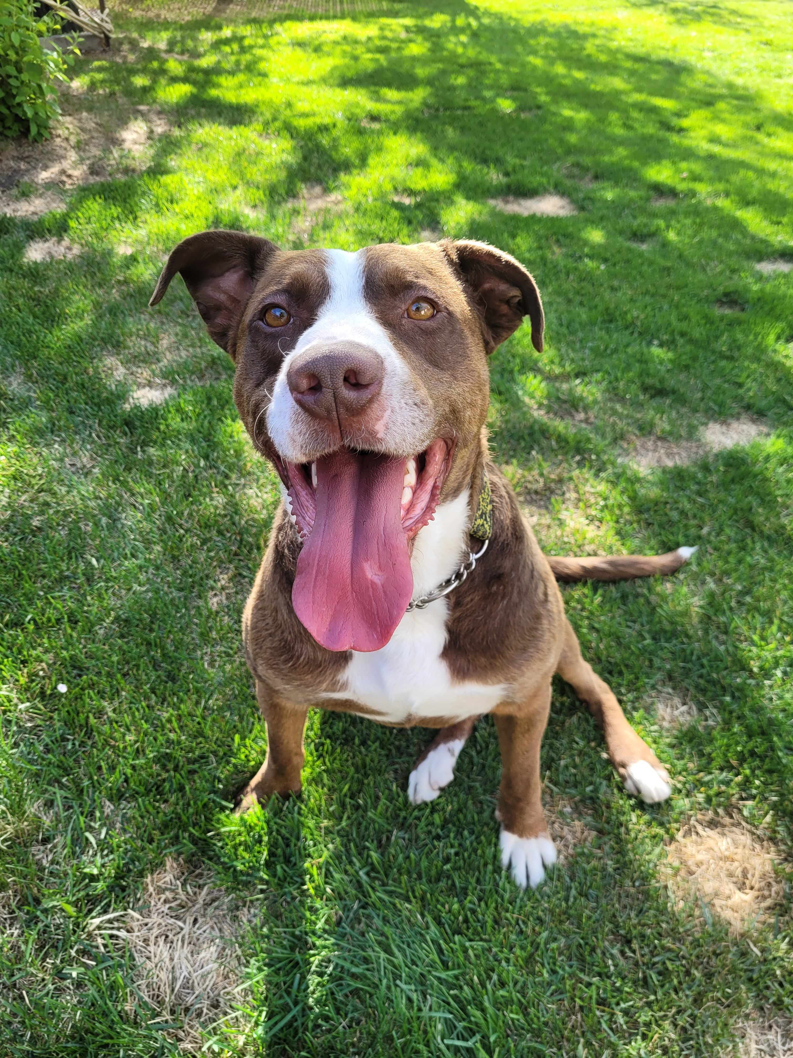 Joey, an adoptable Terrier, Pit Bull Terrier in Edmonton, AB, T5B 2B7 | Photo Image 1