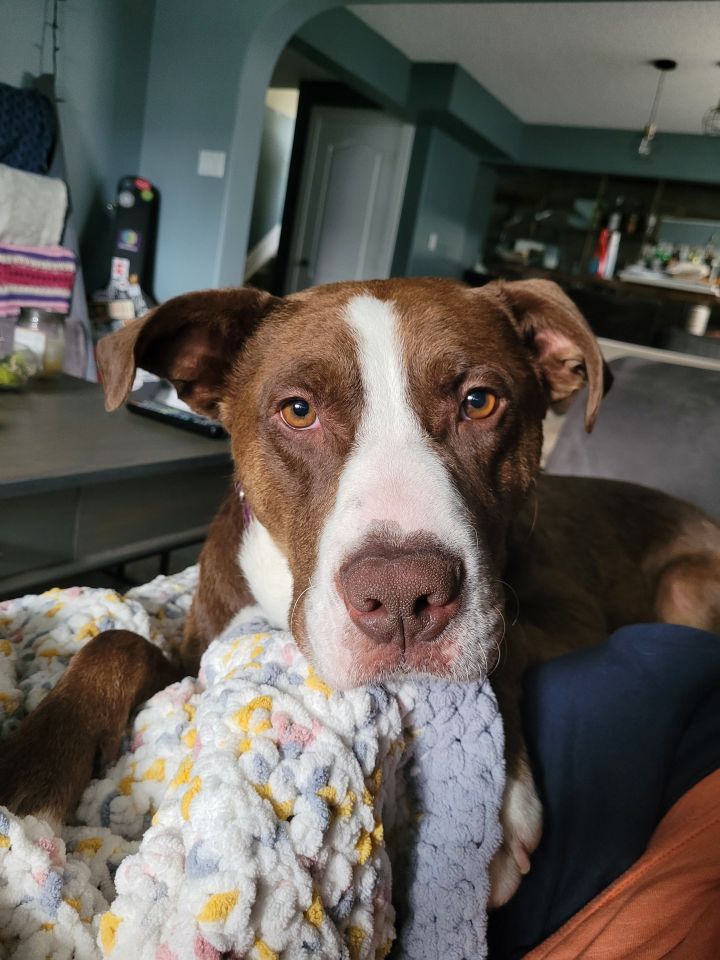 Dog for adoption Joey, a Terrier & Pit Bull Terrier Mix in Edmonton