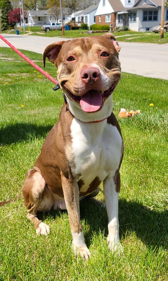 Stanley, an adoptable American Bully in Hoopeston, IL, 60942 | Photo Image 2