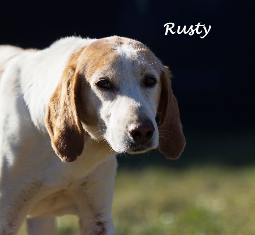 Rusty Sr., an adoptable Hound in Nashua, NH, 03063 | Photo Image 1