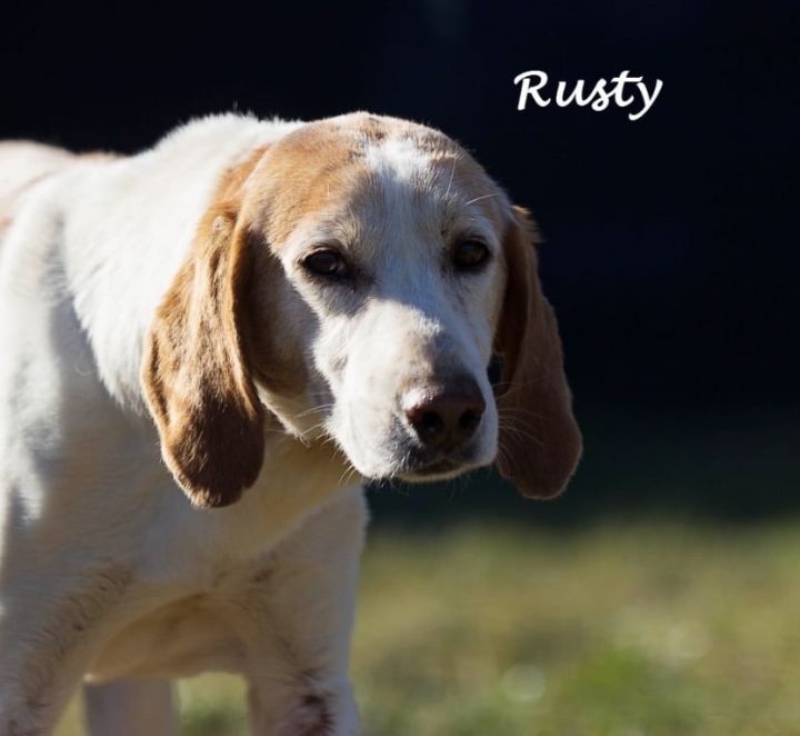 Dog For Adoption Rusty Sr A Hound Beagle Mix In Nashua Nh Petfinder