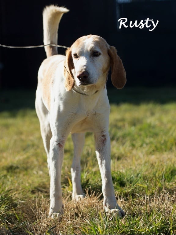 Rusty Sr., an adoptable Hound, Beagle in Nashua, NH, 03063 | Photo Image 2