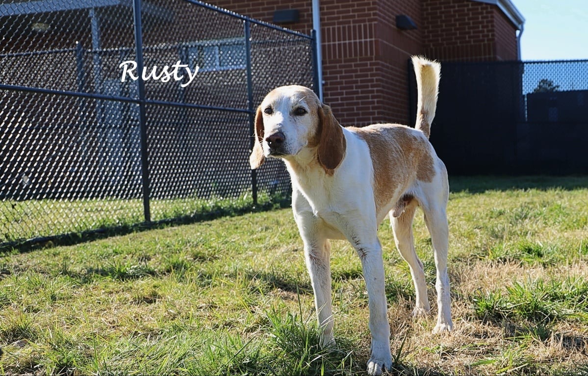 Rusty Sr., an adoptable Hound, Beagle in Nashua, NH, 03063 | Photo Image 3