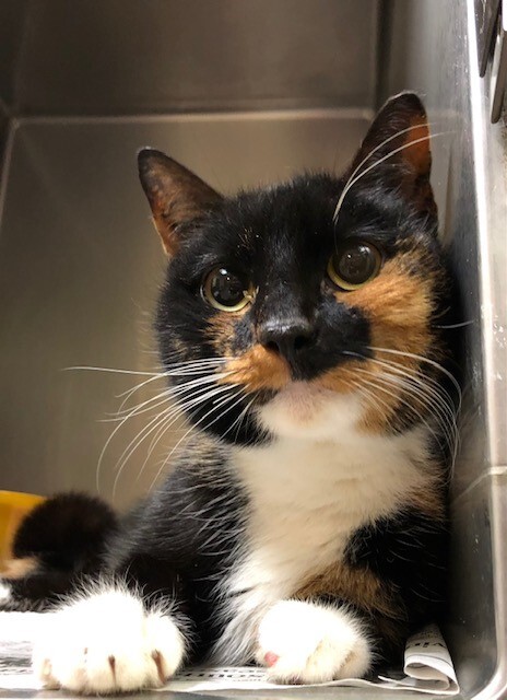 Cat For Adoption Calista A Calico In Columbia Sc Petfinder