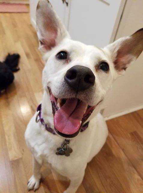 Lilac, an adoptable Pointer in Boston, MA, 02113 | Photo Image 2