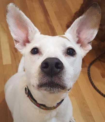 Lilac, an adoptable Pointer in Boston, MA, 02113 | Photo Image 3