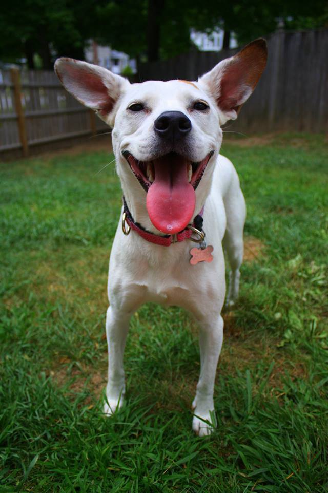 Lilac, an adoptable Pointer in Boston, MA, 02113 | Photo Image 5