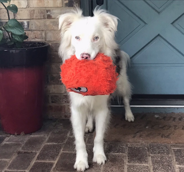 Frost, an adoptable Border Collie in Troy, IL_image-5