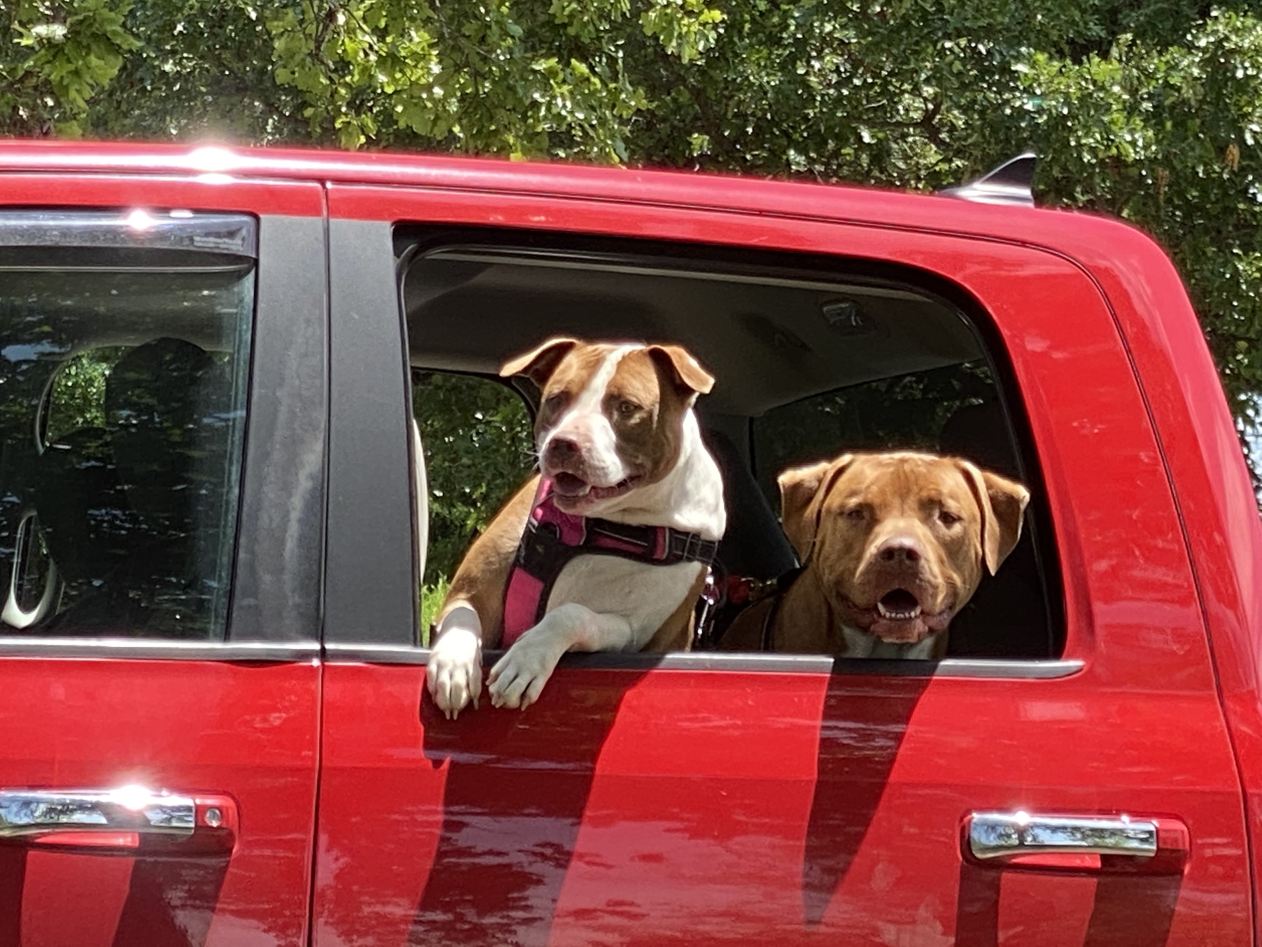 Drax and Mia, an adoptable American Staffordshire Terrier in Hackett, AR, 72937 | Photo Image 3