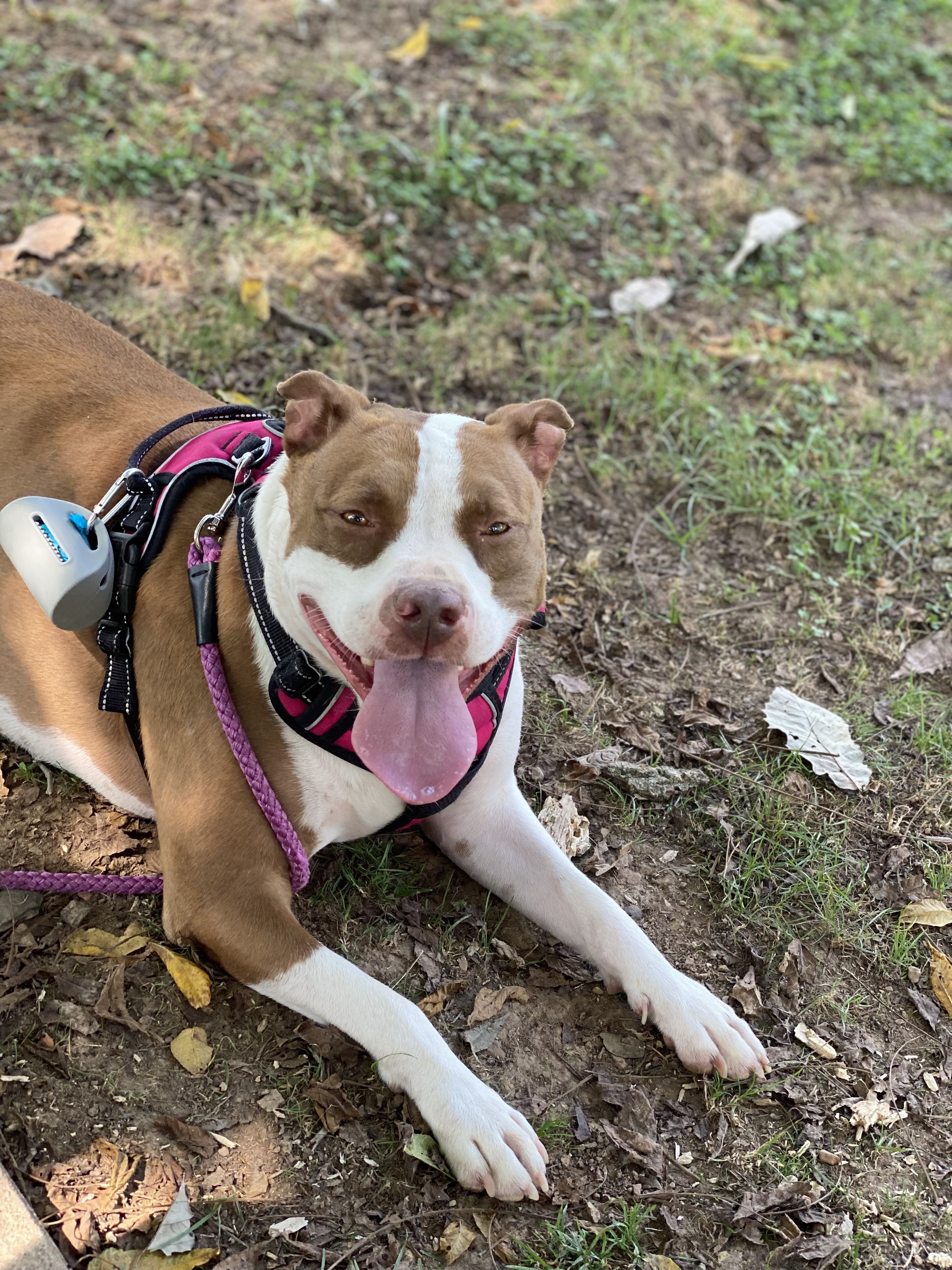 Drax and Mia, an adoptable American Staffordshire Terrier in Hackett, AR, 72937 | Photo Image 4