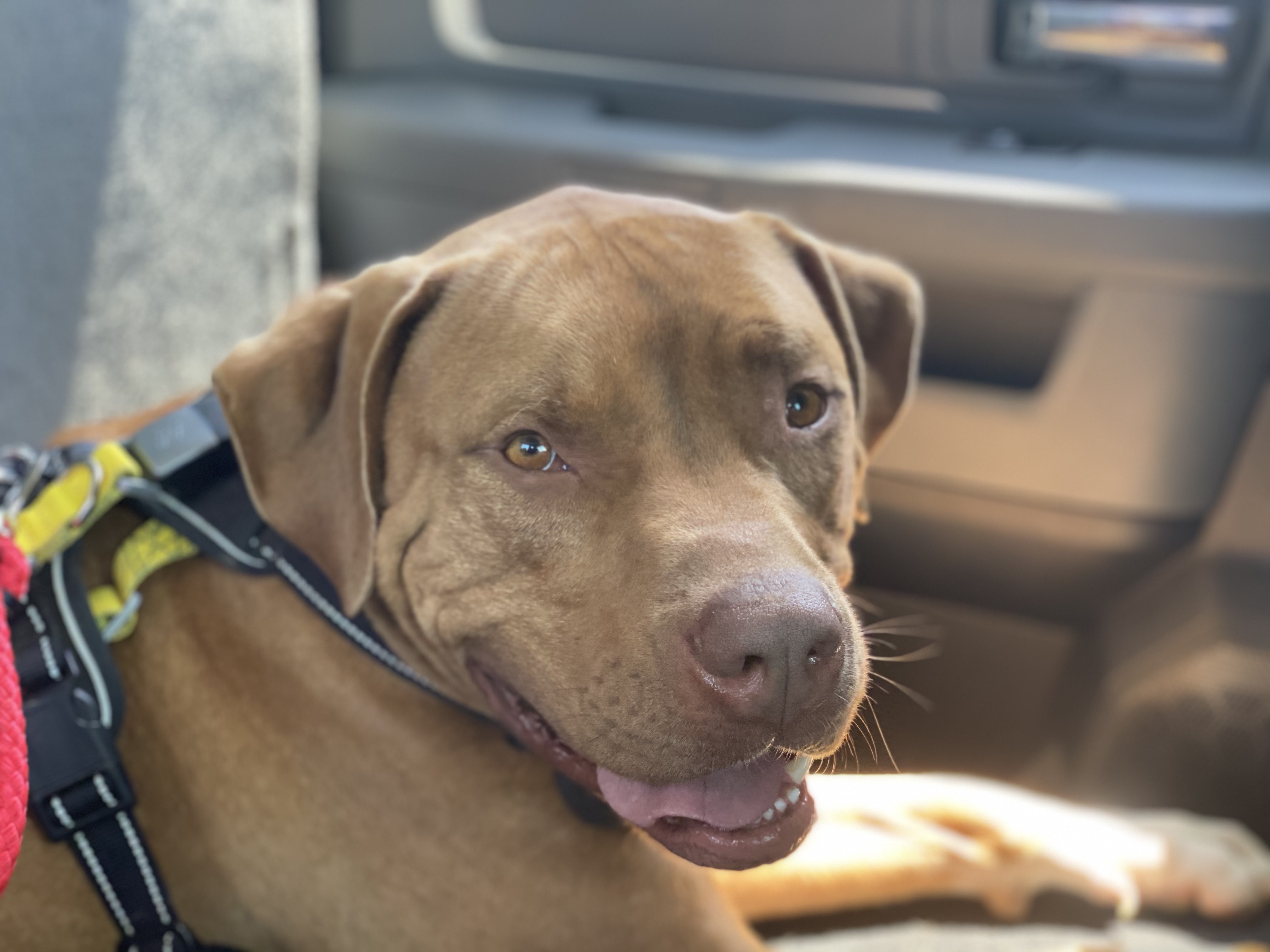 Drax and Mia, an adoptable American Staffordshire Terrier in Hackett, AR, 72937 | Photo Image 5