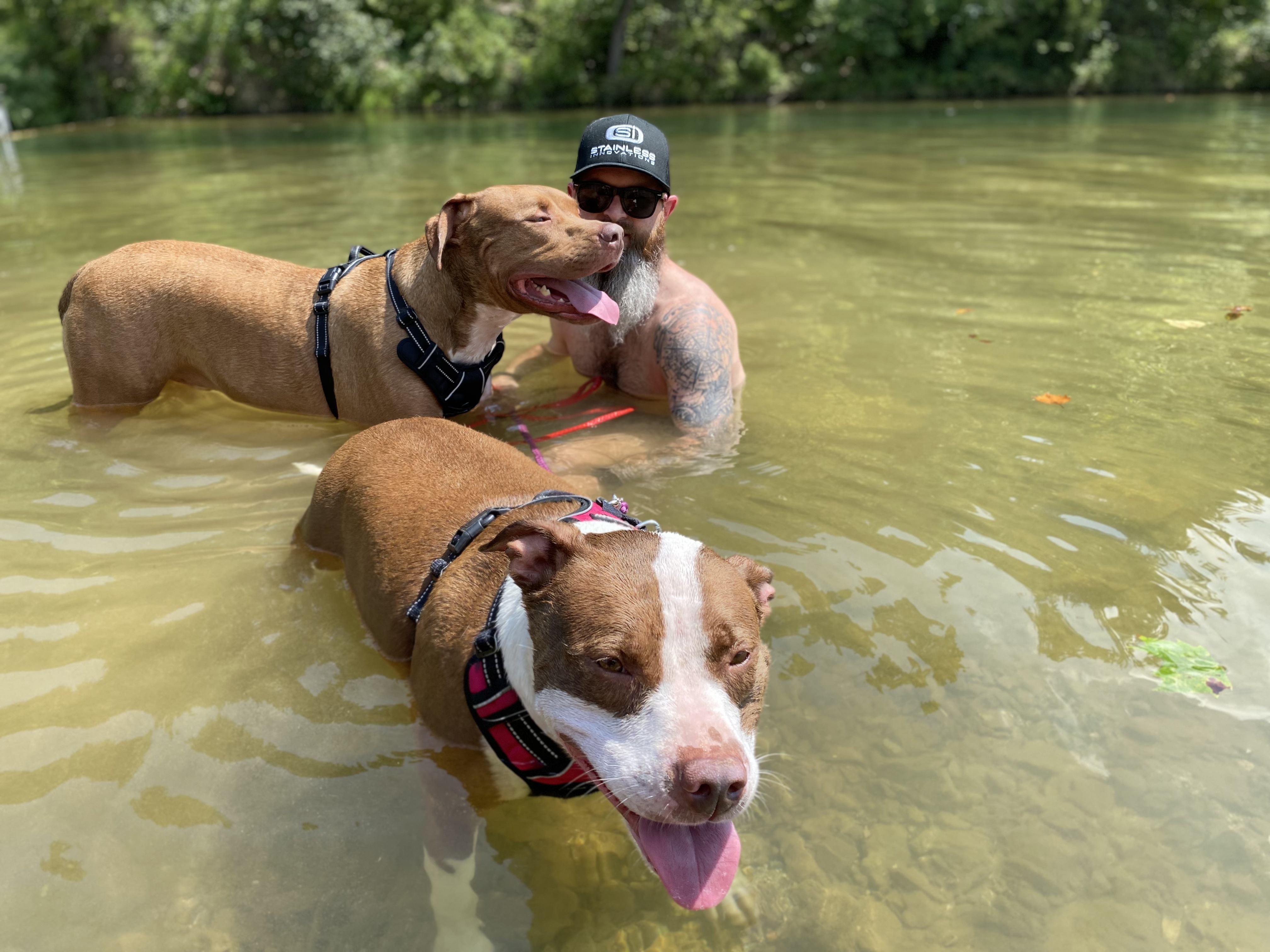 Drax and Mia, an adoptable American Staffordshire Terrier in Hackett, AR, 72937 | Photo Image 6