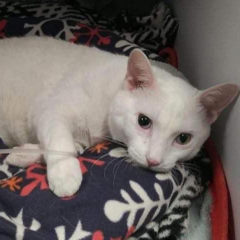 Lucious, an adoptable Domestic Short Hair in Wichita, KS, 67278 | Photo Image 2