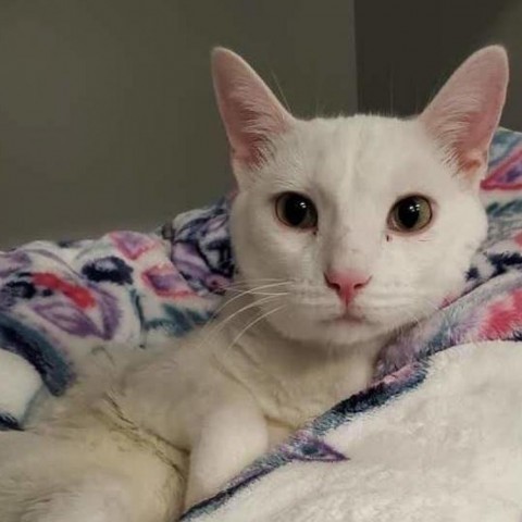 Lucious, an adoptable Domestic Short Hair in Wichita, KS, 67278 | Photo Image 5