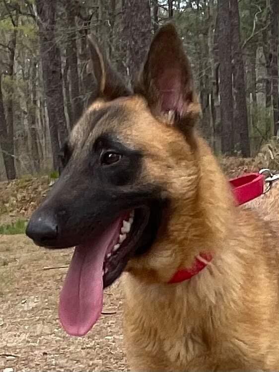 Belgian store malinois petfinder