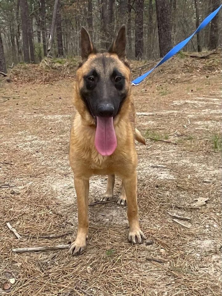 Malinois 6 best sale months old