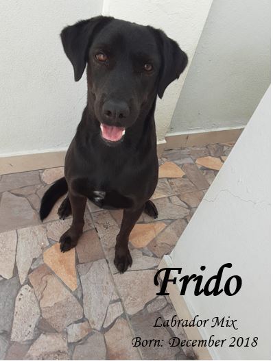 Frido detail page