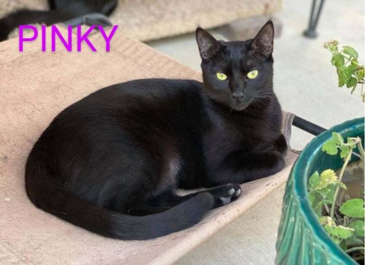 PINKY, an adoptable Bombay & Domestic Short Hair Mix in HEMET, CA_image-1