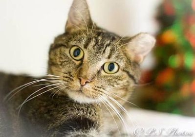 Mercy, an adoptable Tabby in Belton, MO, 64012 | Photo Image 1